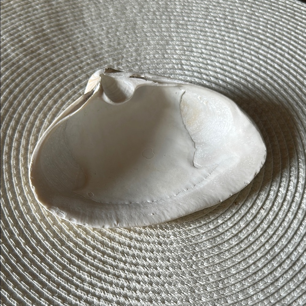 Natural Surf Clam Shell Trinket or Soap Dish